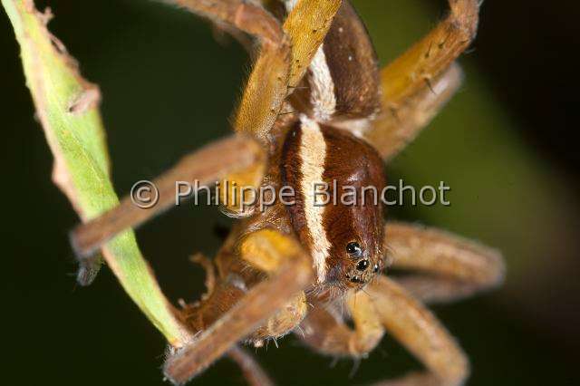 Pisauridae_0997.JPG - France, Morbihan (56), Araneae, Pisauridae, Dolomède des marais (Dolomedes fimbriatus), portrait of Great Raft spider